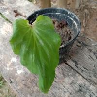 ราคา บอนสีฮกหลง ต้นฮกหลงขนาดเล็ก ยังไม่กัดสี (13412626479)