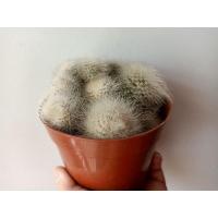 ราคา โนโตแคคตัส สโคบ้า Notocactus scopa (9776793007)