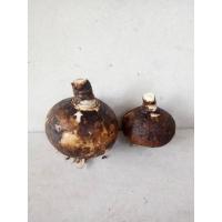 ราคา ว่านมหาลาภ 500กรัม ,1กก.ให้เลือกคละขนาด.กวักนางพญาหงสาวดี ไม้มงคล หนึ่งในว่านชุดไตรภาคี หัวว่านมหาลาภ (15496975448)