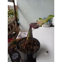 ราคา ดาบฟ้าฟื้น#บอนสีโบราณตับขุนช้างขุนแผน (13829174799)