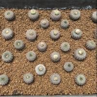 ราคา เมล็ด frailea phaeodisca 20 เมล็ด กระบองเพชร แคคตัส (2146394920)