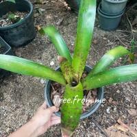 ราคา สับปะรดสีลายจุด (ขายเป็นหน่อมีราก) #สับประรดสี #bromeliad #ต้นไม้สวยงาม (19028733112)