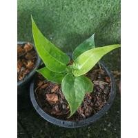 ราคา ต้นโชค 9 ชั้น ต้นไม้มงคลจิ๋ว กระถางดำ 4 นิ้ว (23746006406)