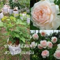 ราคา ชารีฟาอัสมากุหลาบพุ่มดอกหอมมากๆ เช็คสินค้าก่อนสั่งซื้อนะค่ะ (8439576939)