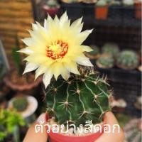 ราคา ❗❗ส่งฟรีไม่ต้องใช้โค๊ด❗❗Hamatocactus HAMATOCACTUS | ฮามาโตะ (13112122484)