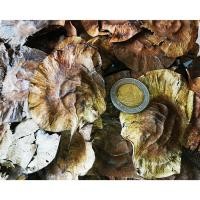 ราคา ขายส่ง 100 เมล็ด เมล็ดจันทน์แดงอินเดีย Pterocarpus santalinus ชื่ออื่นว่า รักตจันทน์ สุดยอดแห่งไม้มูลค่าสูง ไม้ป่าหายาก (23378049481)