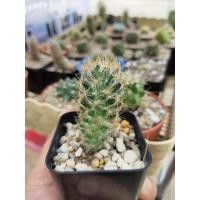 ราคา cactus กระบองเพชร แมมเม็ดพริก (5346414558)