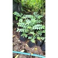 ราคา ต้นพันธุ์ มะยม ต้นละ 39 บาท (21593346547)