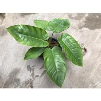 ราคา philodendron jose buono x philodendron tenue. ✴️✴️ (12348338274)