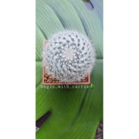 ราคา Mammilaria hahniana แมมแม่เฒ่า (3161057747)