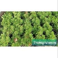 ราคา ต้นว่านพญานาคราชเขียว ไม้มงคล (6027299343)