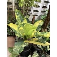 ราคา ท่อนเศรษฐีวิลสันด่างทอง (14350872844)