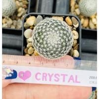 ราคา Mammillaria Perbella แมมนกฮูก (20758306863)