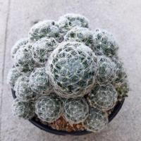 ราคา Cake Cactus Farm กระบองเพชร Mammillaria duwei 'inermis' แมมดูไวไร้หนาม (2344316297)