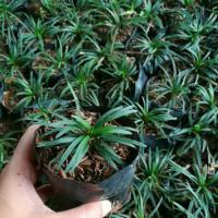 ราคา ต้นหนวดปลาดุกแคระ ชุดละ 20 ถุง เขียวๆน่ารัก ปลูกแทนหญ้า ประดับข้างทาง (9587691249)