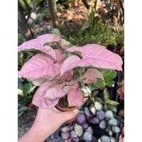 ราคา ต้นออมชมพู ออมชมพู ต้นใหญ่กว่าในรูปแล้ว กระถาง 3-4 นิ้ว (12836074094)