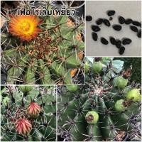 ราคา เมล็ดเฟอโรเล็บเหยี่ยว50เม็ด80บาท (5594323557)