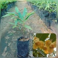 ราคา ต้นลำดวน (ต้นหอมนวล) ไม้ดอกสวยกลิ่นหอม ต้นกล้าขนาด20-30ซม. (15163445884)