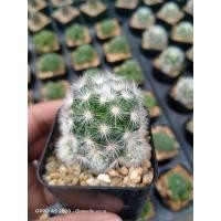 ราคา คามิเน่ขาว กระบองเพชร (9369028112)