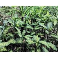 ราคา สาวน้อยประแป้ง 50-60 ซม. (13811689906)