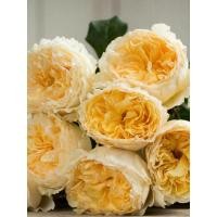 ราคา กุหลาบกลิ่นหอม เบียทริซ (Beatrice Rose) (4089369755)