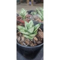 ราคา ลิ้นมังกรเจดีย์(Sansevieria pagoda) (16094442407)