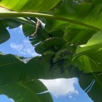 ราคา ขุดสดหน่อกล้วยเทพพนม(ตัดความยาวตอนส่ง) (22876262102)