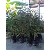 ราคา ต้นอินทผาลัม คาลาส อายุ2ปี (16192310437)