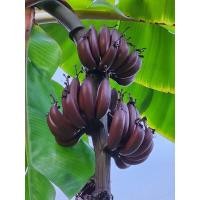 ราคา หน่อกล้วยนาก กล้วยมงคล กล้วยหายาก (19249338913)