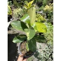 ราคา ต้นมั่งมีด่างไม้มงคลยืนต้น (21143870107)