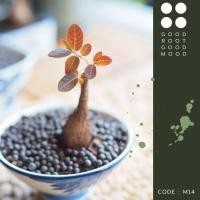 ราคา ต้นมะยมเงิน มะยมทอง พร้อมกระถางเซรามิคญี่ปุ่น (9163864079)