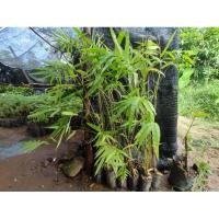 ราคา ต้นไผ่ซางหม่น เพาะจากเมล็ด (20884912815)