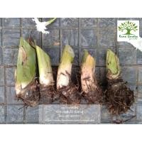 ราคา หน่อกล้วยน้ำว้า พันธุ์ปากช่อง 50 ชุด 2 หน่อ (2181672990)