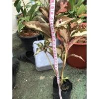 ราคา ต้นไม้มงคล ต้นสามกษัตริย์ เงินทองนาค ช่วยเสริมเงินทอง ลาภยศการงาน ไม้มหามงคล (5080005361)