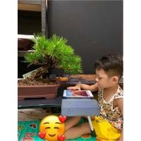 ราคา สนญี่ปุ่น Nishiki Japanese black pine (19989131778)