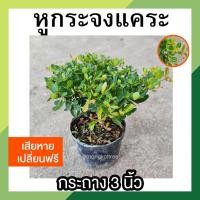 ราคา หูกระจงแคระ พร้อมกระถาง 3 นิ้ว ต้นหูกระจง หูกระจงแคระ ต้นแผ่บารมี ต้นไม้มงคล เสริมความสุขความเจริญให้แก่ชีวิต (10994355767)