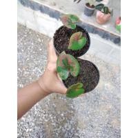 ราคา บอนสีนางไหมต้นเล็กกัดสีแล้ว (12131705121)