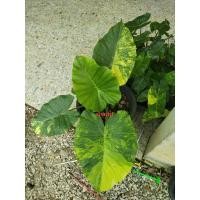 ราคา บอนกระดาษด่างหูช้างด่างเหลือง (18245825276)