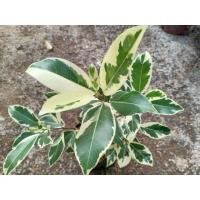 ราคา ไทรย้อยใบแหลมด่าง Benjamin's fig กระถาง 8 (5791276694)