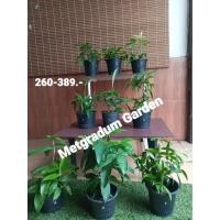 ราคา เลือกต้นได้ l ไม้แหย่แย้ ว่านเทวบุตร เมตตามหาเสน่ห์ นำโชค ไม้หายาก (13329691168)