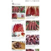 ราคา ต้น กระเจี๊ยบฝัก แดง 10++ เมล็ด (9010781987)