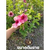 ราคา ต้นบานบุรีสีม่วง #บ้านสวนพันธุ์ไม้ (9233813631)