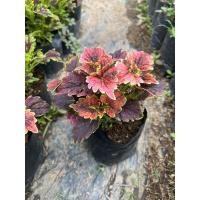 ราคา ต้นฤษีผสมสีแดงผสมดำใบสวยมากออกสีได้หลายโทน (17344453551)