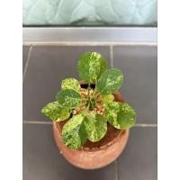 ราคา มะพร้าวทะเลทรายใบกลมด่าง สวยๆ (14385575514)