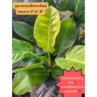 ราคา ต้นกุมารทองเรียกทรัพย์ ไม้มงคลเรียกทรัพย์เงินทองเข้าบ้าน ฟอร์มใหญ่ ใบสวย (22828917502)