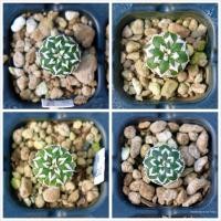 ราคา แอสโตร - Astro - แอสโตรไฟตัมแอสทีเรียส - Astrophytum Asterias (21154482639)