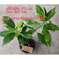 ราคา เปล้าใหญ่ใบด่าง ลายใหม่ size ตั้งแม่ (16596004756)