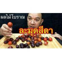 ราคา #ต้นละมุดสีดา #ละมุดสีดา #ละมุด (4209897378)