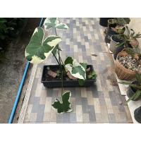 ราคา ต้นถุงเงินถุงทอง ลายสวย (11810144254)