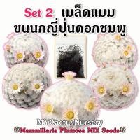 ราคา Set2 เมล็ดขนนกญี่ปุ่นดอกชมพู Mammillaria Plumosa Japan Clone Seeds เมล็ดขนนกญี่ปุ่นขนหนาๆ แมมขนนกขนร่ม แมมขนนกขาว (11483004132)